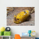 Dorid Nudibranch Lembeh Strait Wall Decal