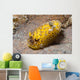 Dorid Nudibranch Lembeh Strait Wall Decal