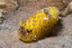 Dorid Nudibranch Lembeh Strait Wall Decal