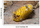 Dorid Nudibranch Lembeh Strait Wall Decal