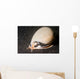 Grey Bonnet Phalium Glaucum Wall Decal