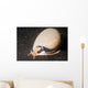 Grey Bonnet Phalium Glaucum Wall Decal