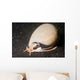 Grey Bonnet Phalium Glaucum Wall Decal