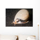 Grey Bonnet Phalium Glaucum Wall Decal