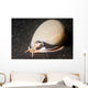 Grey Bonnet Phalium Glaucum Wall Decal