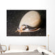 Grey Bonnet Phalium Glaucum Wall Decal
