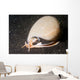 Grey Bonnet Phalium Glaucum Wall Decal