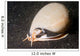 Grey Bonnet Phalium Glaucum Wall Decal