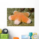 Granular Sea Star Choriaster Wall Decal