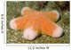 Granular Sea Star Choriaster Wall Decal