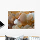 Bubble Coral Shrimp Lembeh Wall Decal Design 2