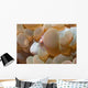 Bubble Coral Shrimp Lembeh Wall Decal Design 2