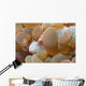 Bubble Coral Shrimp Lembeh Wall Decal Design 2