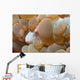 Bubble Coral Shrimp Lembeh Wall Decal Design 2