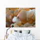 Bubble Coral Shrimp Lembeh Wall Decal Design 2