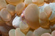 Bubble Coral Shrimp Lembeh Wall Decal Design 2