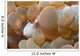 Bubble Coral Shrimp Lembeh Wall Decal Design 2
