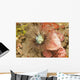 Sea Anemone Cerianthus Sp Wall Decal