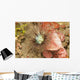 Sea Anemone Cerianthus Sp Wall Decal