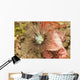 Sea Anemone Cerianthus Sp Wall Decal