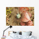 Sea Anemone Cerianthus Sp Wall Decal