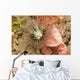 Sea Anemone Cerianthus Sp Wall Decal