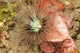 Sea Anemone Cerianthus Sp Wall Decal
