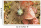 Sea Anemone Cerianthus Sp Wall Decal