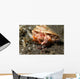 Anemone Hermit Crab Carries Wall Decal Design 1