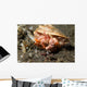 Anemone Hermit Crab Carries Wall Decal Design 1