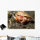 Anemone Hermit Crab Carries Wall Decal Design 1