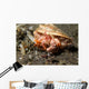 Anemone Hermit Crab Carries Wall Decal Design 1