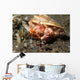 Anemone Hermit Crab Carries Wall Decal Design 1