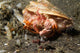 Anemone Hermit Crab Carries Wall Decal Design 1