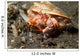 Anemone Hermit Crab Carries Wall Decal Design 1