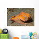 Flasher Scorpionfish Lembeh Strait Wall Decal