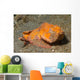 Flasher Scorpionfish Lembeh Strait Wall Decal