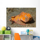 Flasher Scorpionfish Lembeh Strait Wall Decal