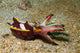 Flamboyant Cuttlefish Lembeh Strait Wall Decal