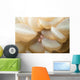 Bubble Coral Shrimp Lembeh Wall Decal Design 1