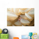 Bubble Coral Shrimp Lembeh Wall Decal Design 1