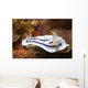 Loch's Chromodoris Nudibranch Lembeh Wall Decal
