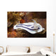 Loch's Chromodoris Nudibranch Lembeh Wall Decal