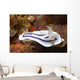 Loch's Chromodoris Nudibranch Lembeh Wall Decal