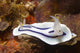 Loch's Chromodoris Nudibranch Lembeh Wall Decal