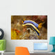 Anna's Chromodoris Nudibranch Lembeh Wall Decal
