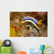 Anna's Chromodoris Nudibranch Lembeh Wall Decal