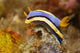 Anna's Chromodoris Nudibranch Lembeh Wall Decal