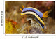 Anna's Chromodoris Nudibranch Lembeh Wall Decal