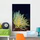 Bennett's Feather Star Lembeh Wall Decal